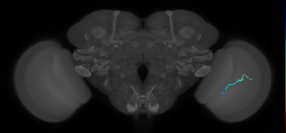 Dm3b_R (MaleCNS:142611)