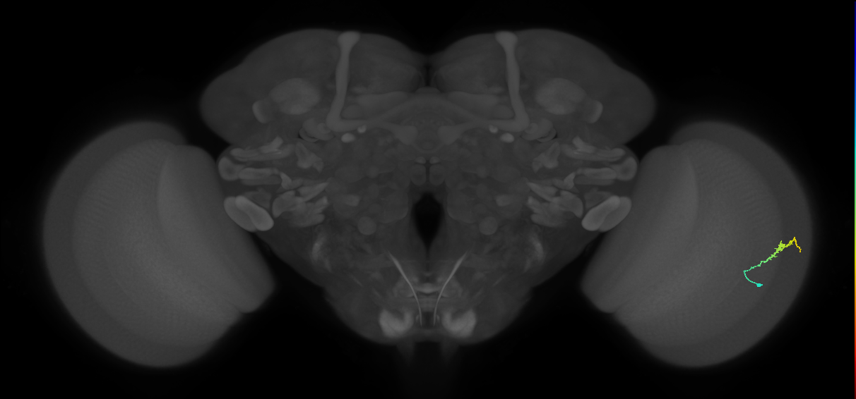 Dm3b_R (MaleCNS:125827)