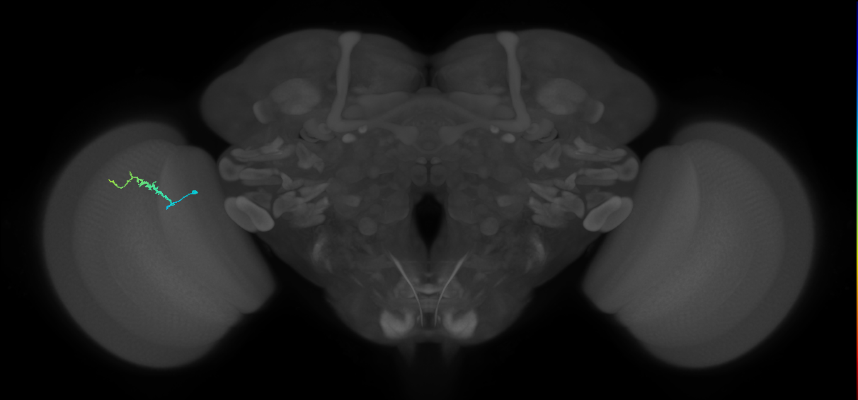 Dm3b_L (MaleCNS:193102)