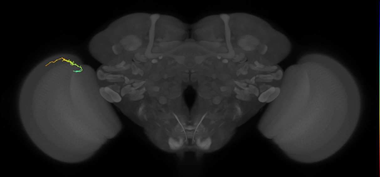 Dm3b_L (MaleCNS:580165)