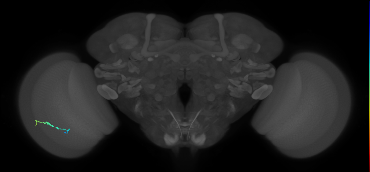 Dm3b_L (MaleCNS:141590)