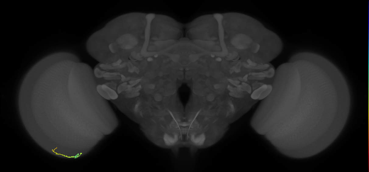 Dm3b_L (MaleCNS:149499)