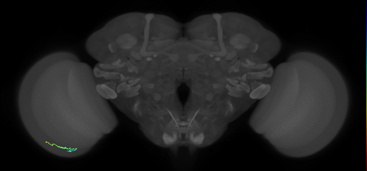 Dm3b_L (MaleCNS:132674)