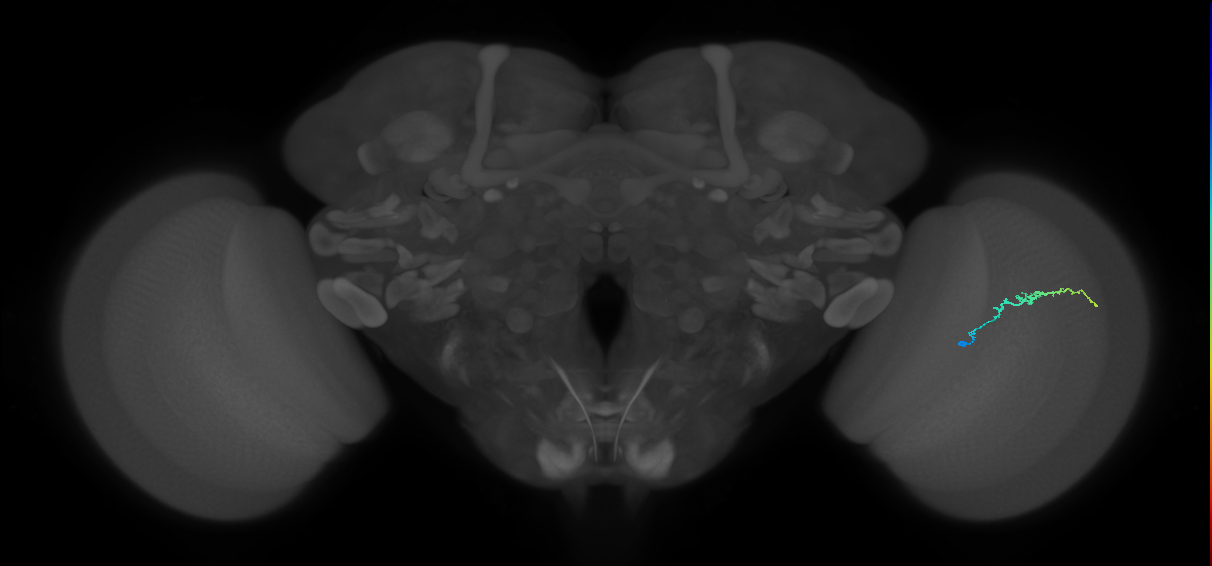 Dm3b_R (MaleCNS:139300)