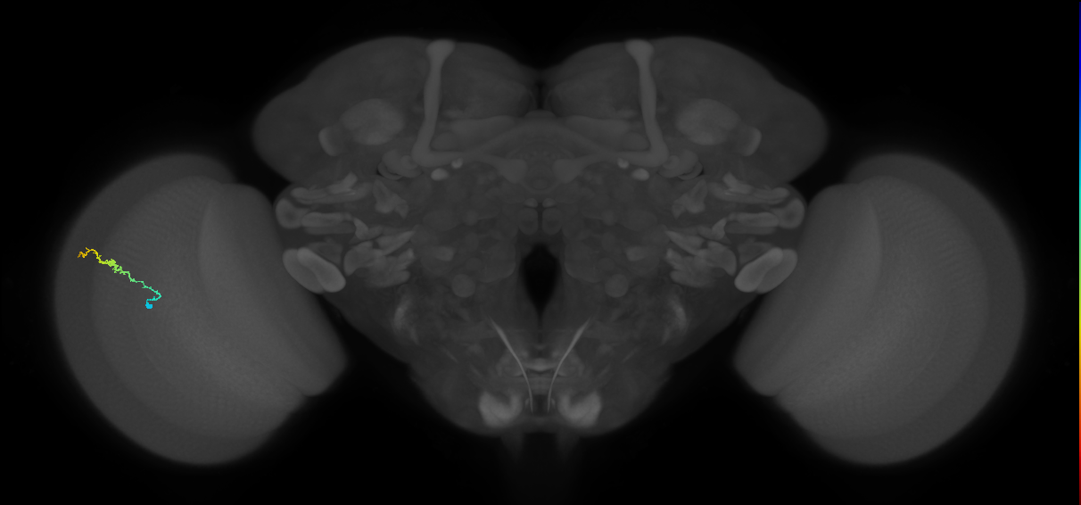 Dm3b_L (MaleCNS:141019)
