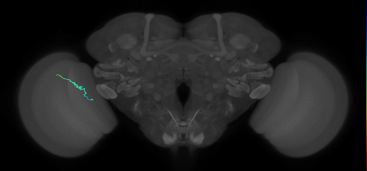 Dm3b_L (MaleCNS:546982)