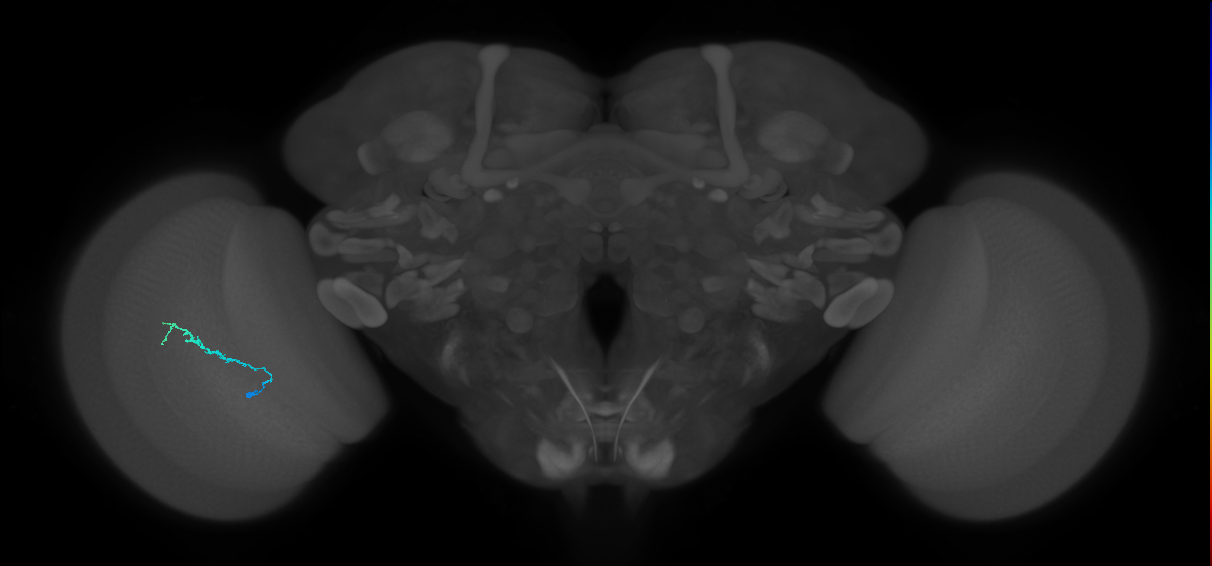 Dm3b_L (MaleCNS:143712)