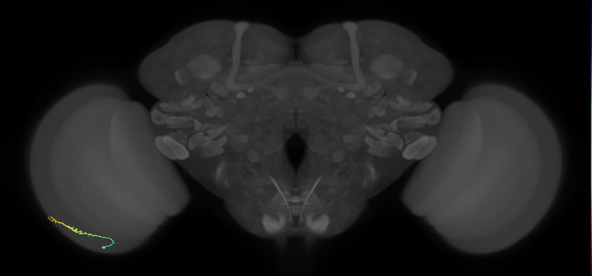 Dm3b_L (MaleCNS:114232)