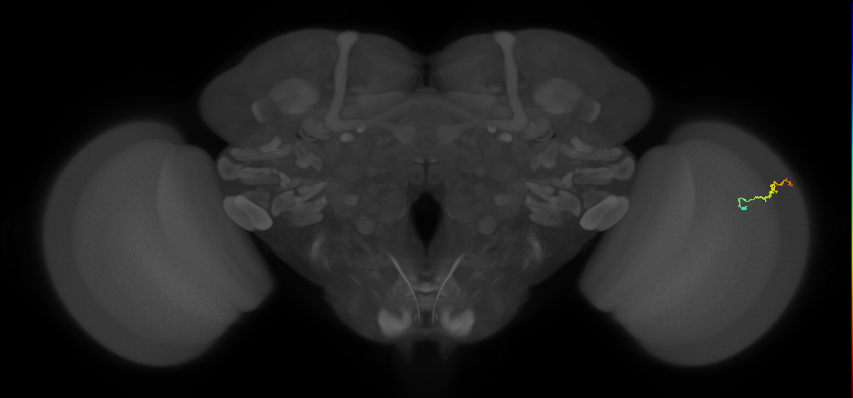 Dm3b_R (MaleCNS:137900)
