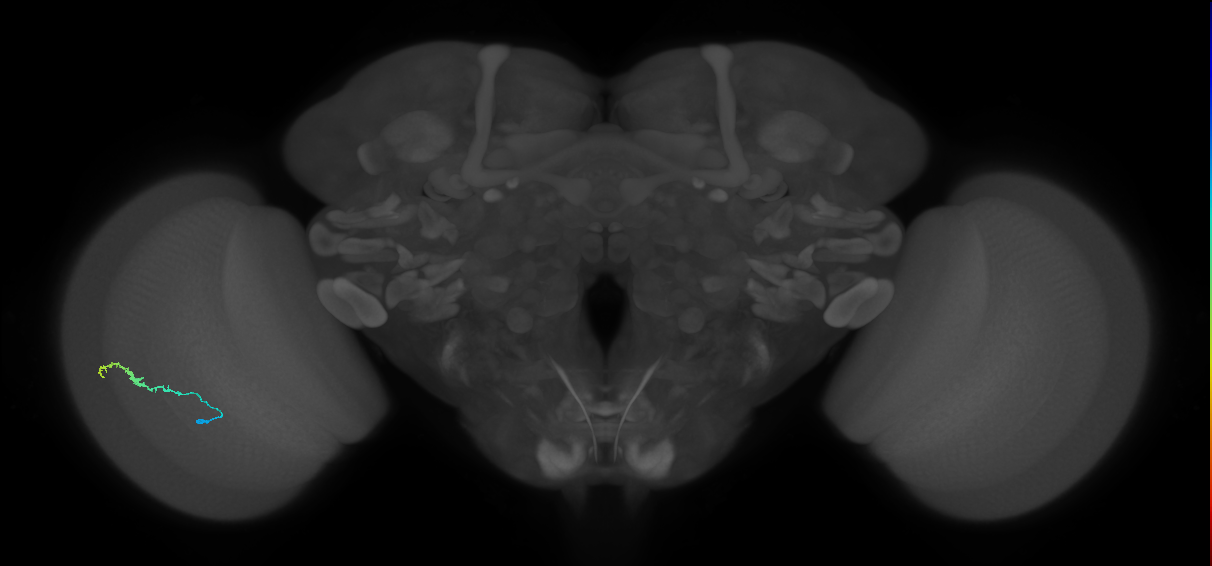Dm3b_L (MaleCNS:522944)