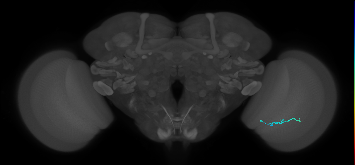 Dm3b_R (MaleCNS:144022)