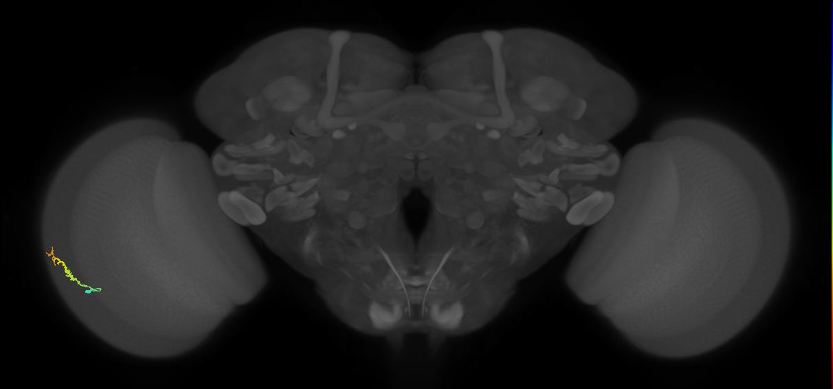 Dm3b_L (MaleCNS:518373)