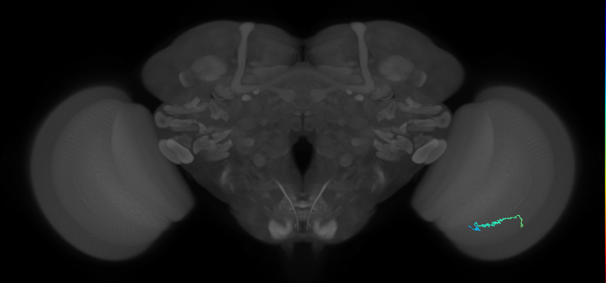 Dm3b_R (MaleCNS:152110)