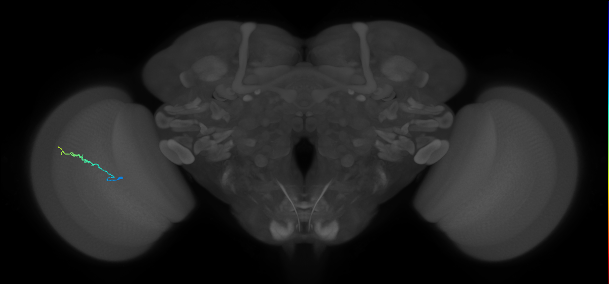 Dm3b_L (MaleCNS:134008)