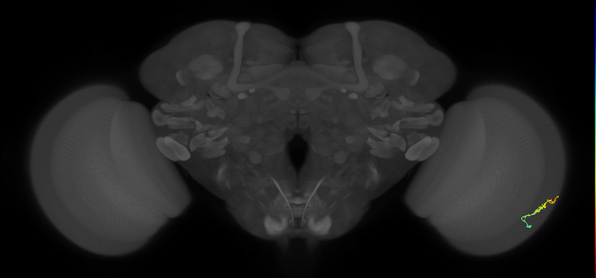 Dm3b_R (MaleCNS:116020)
