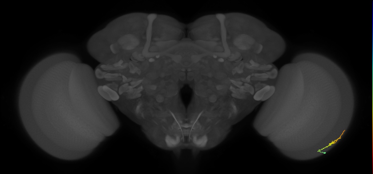 Dm3b_R (MaleCNS:109923)