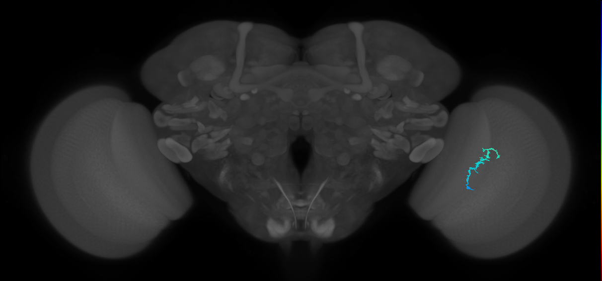 Dm3b_R (MaleCNS:139523)