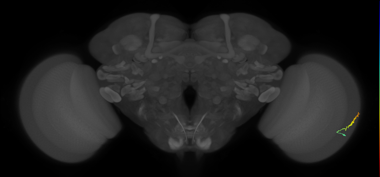 Dm3b_R (MaleCNS:119584)