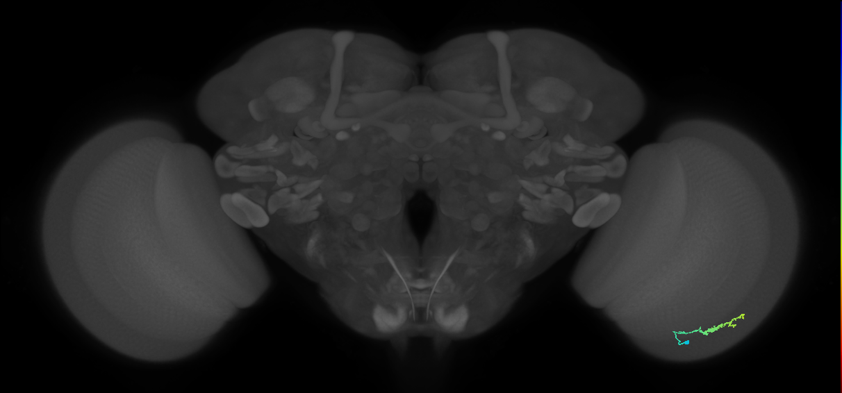 Dm3b_R (MaleCNS:115762)