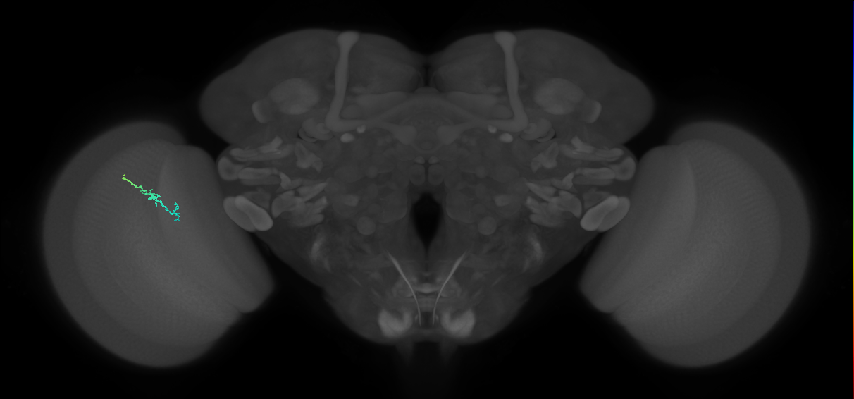 Dm3b_L (MaleCNS:211731)