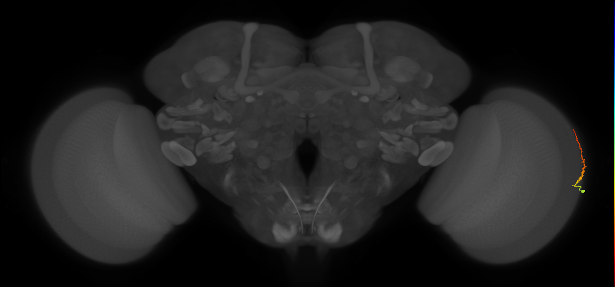 Dm3b_R (MaleCNS:130860)