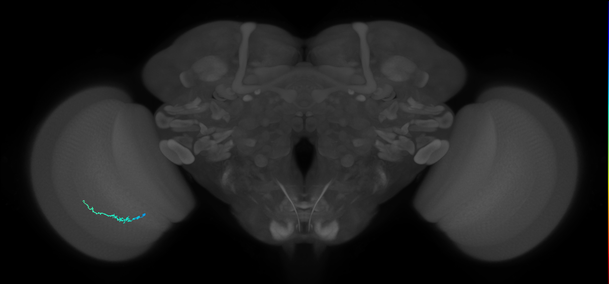 Dm3b_L (MaleCNS:221042)