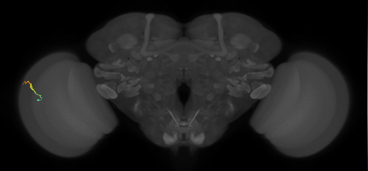 Dm3b_L (MaleCNS:525910)