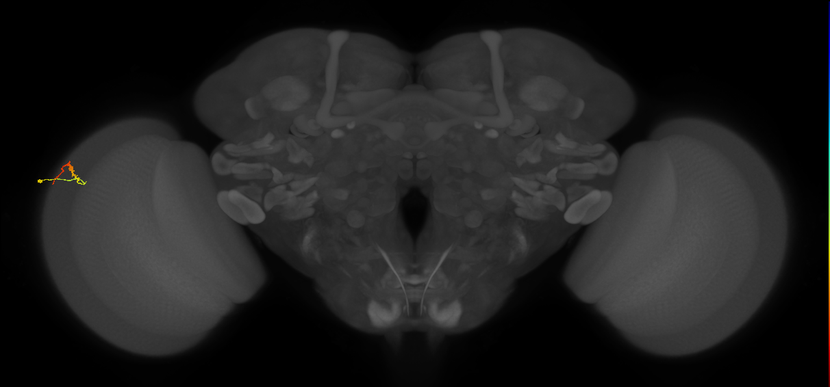 Dm3b_L (MaleCNS:209045)