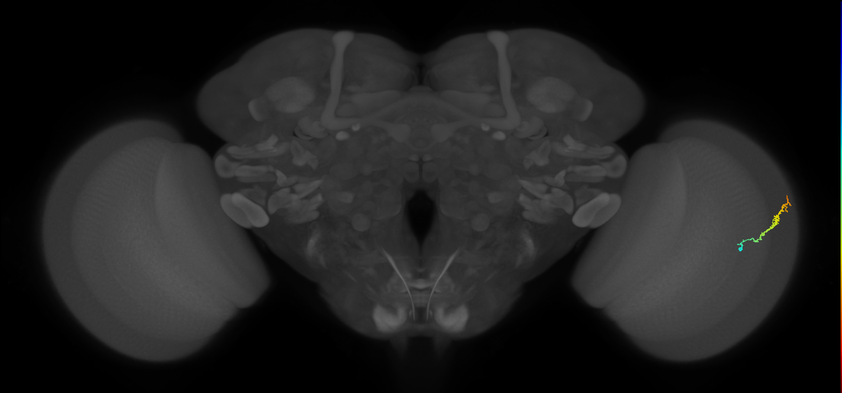 Dm3b_R (MaleCNS:128684)