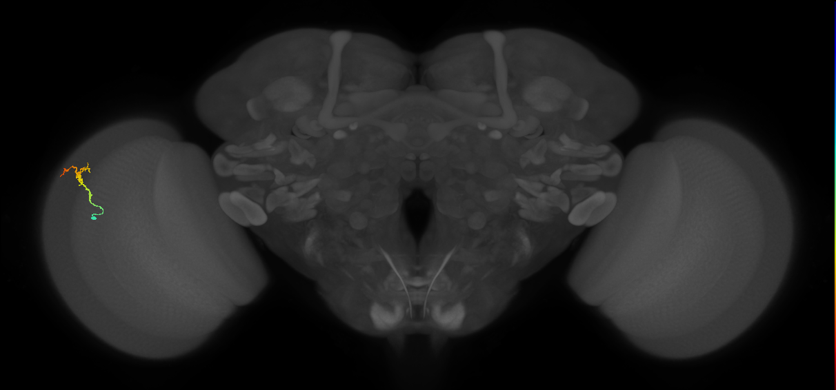Dm3b_L (MaleCNS:125839)