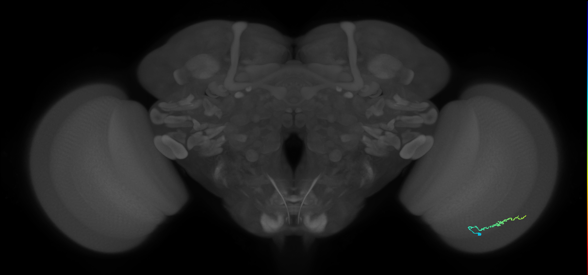 Dm3b_R (MaleCNS:134697)