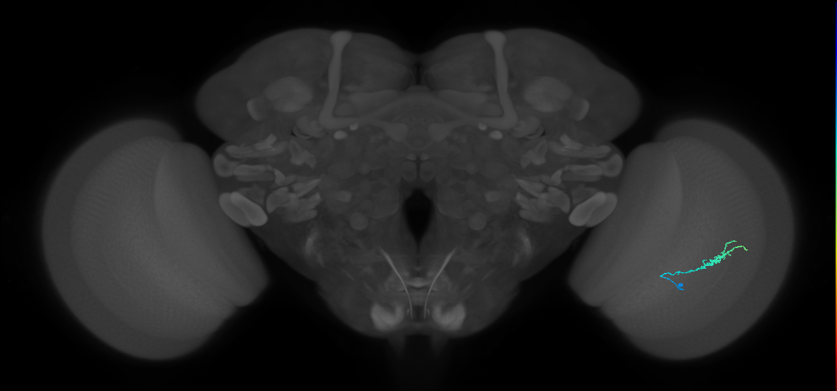 Dm3b_R (MaleCNS:128464)