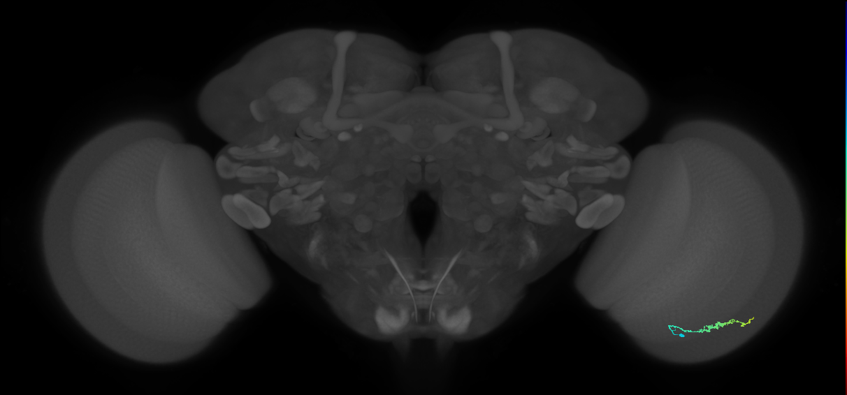 Dm3b_R (MaleCNS:130546)
