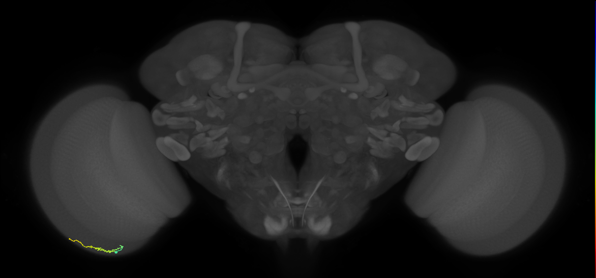 Dm3b_L (MaleCNS:144621)