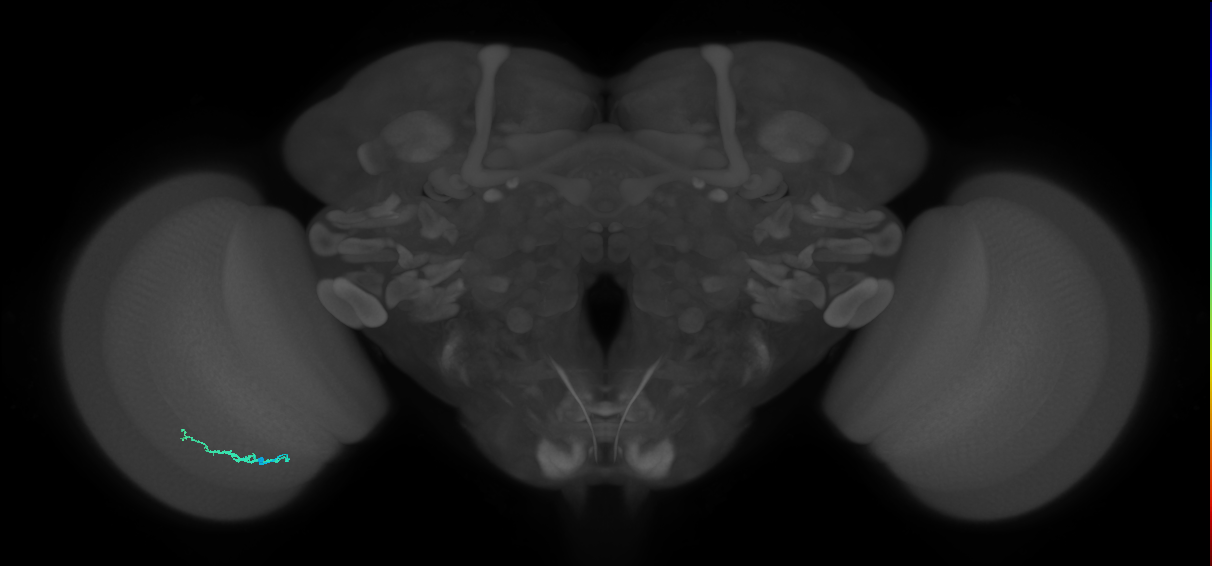 Dm3b_L (MaleCNS:118130)