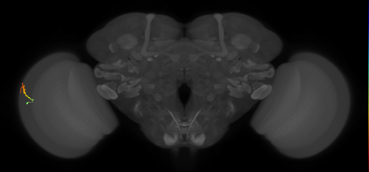 Dm3b_L (MaleCNS:514684)