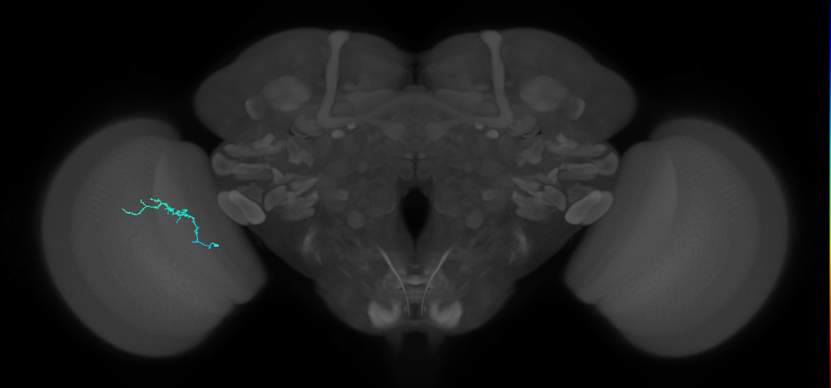 Dm3b_L (MaleCNS:188259)