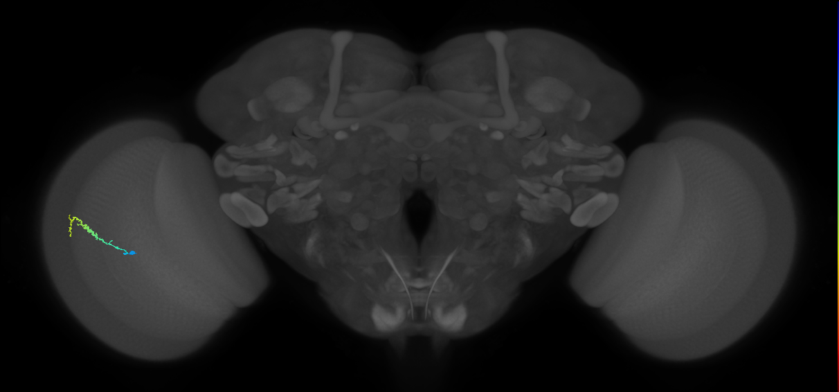 Dm3b_L (MaleCNS:90095)