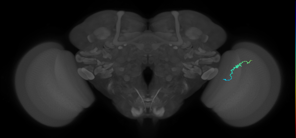 Dm3b_R (MaleCNS:121537)