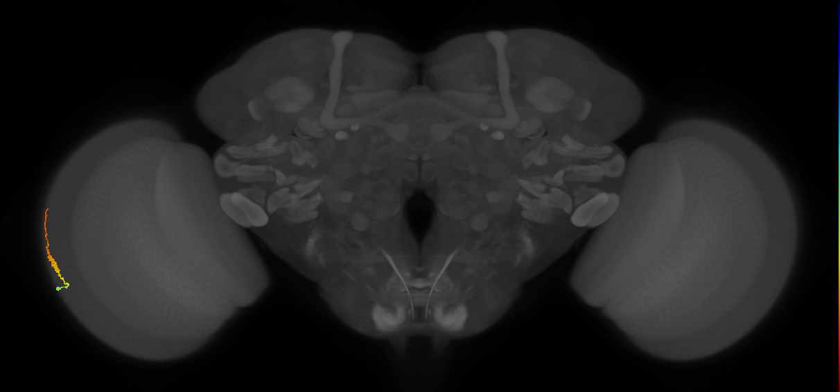 Dm3b_L (MaleCNS:122953)