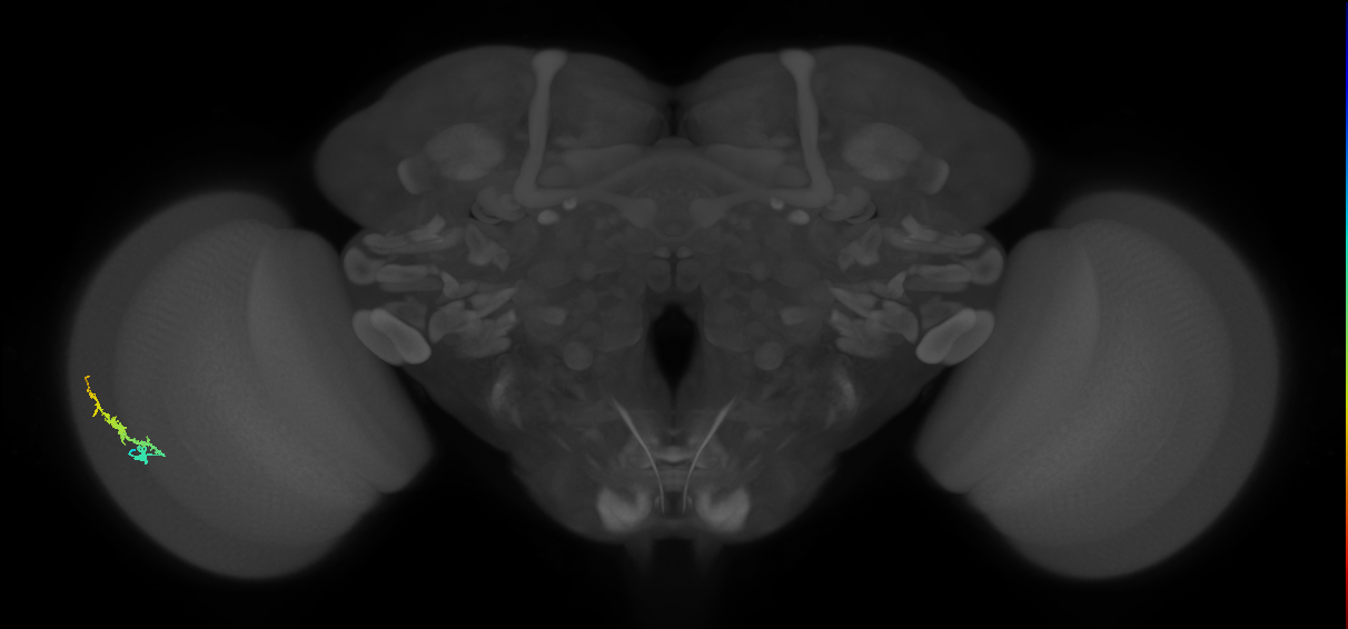Dm3b_L (MaleCNS:80822)