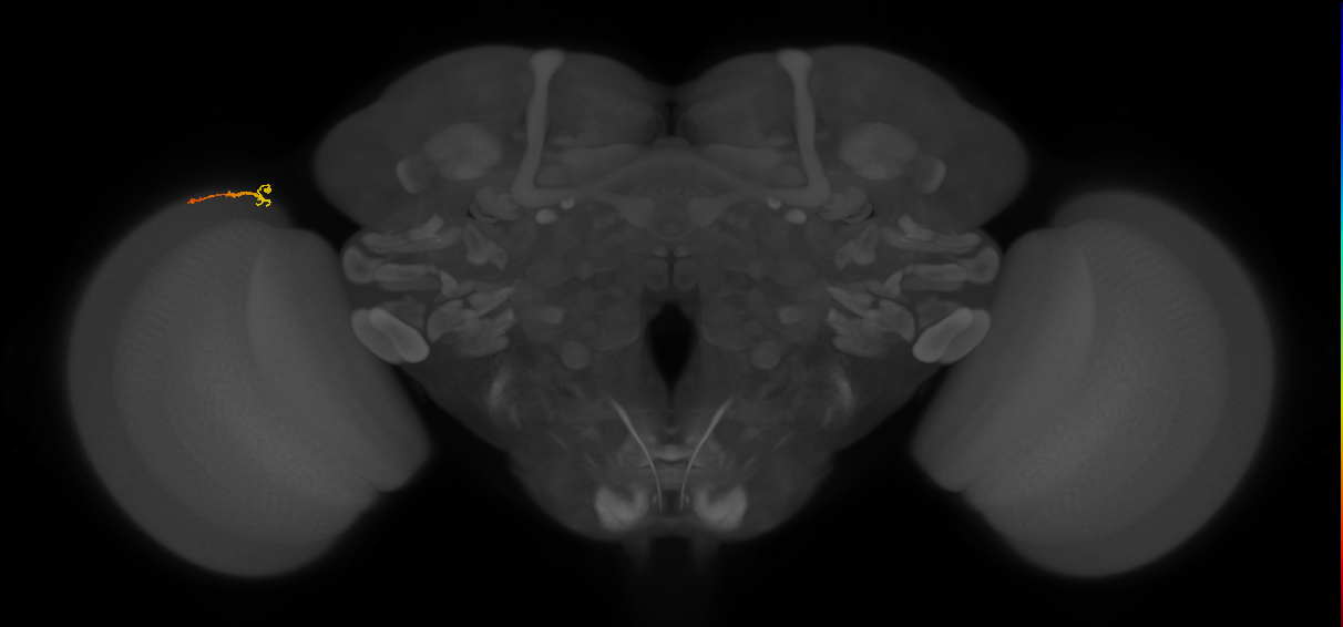 Dm3b_L (MaleCNS:169930)