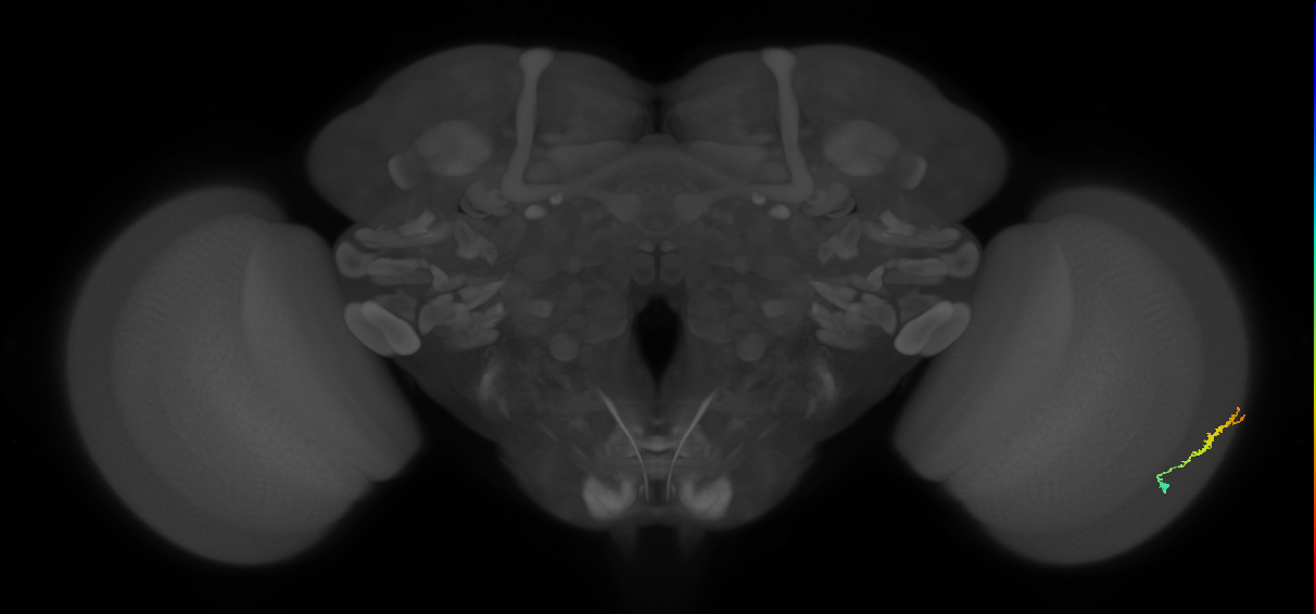 Dm3b_R (MaleCNS:115791)