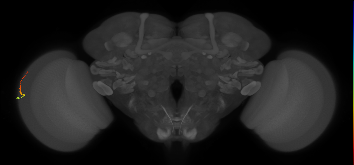 Dm3b_L (MaleCNS:568904)