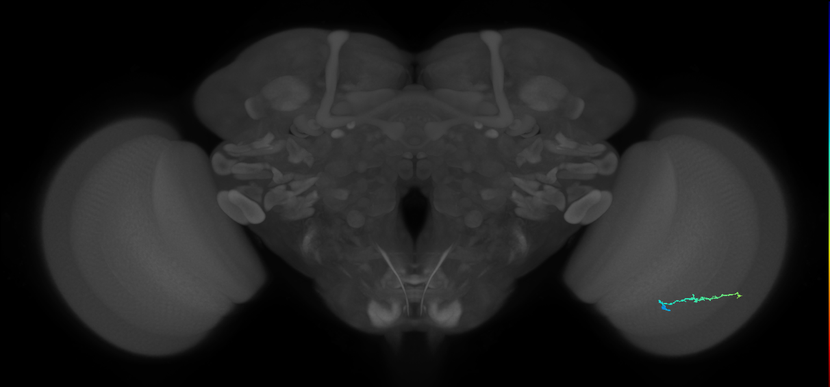 Dm3b_R (MaleCNS:143105)
