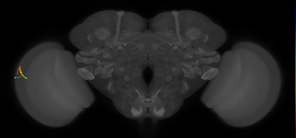 Dm3b_L (MaleCNS:569156)