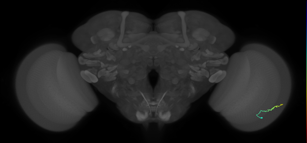 Dm3b_R (MaleCNS:114071)