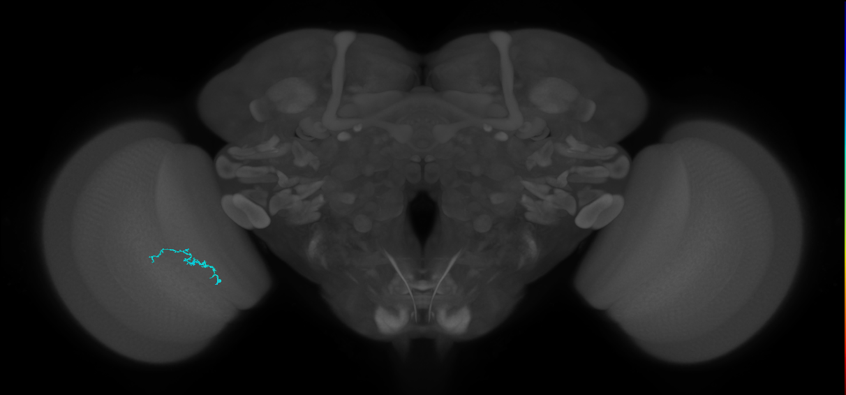 Dm3b_L (MaleCNS:154954)