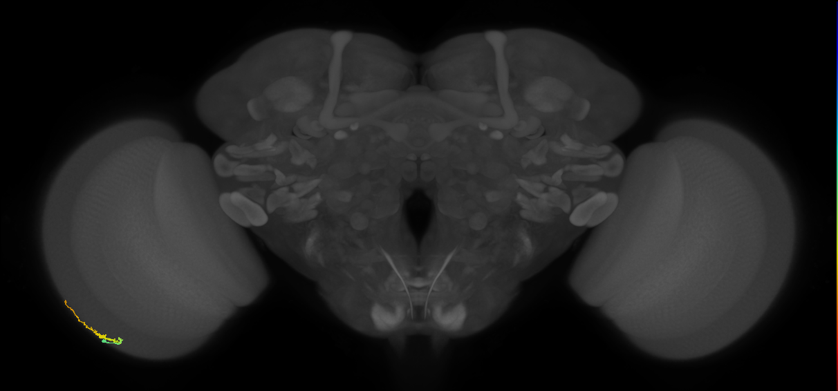 Dm3b_L (MaleCNS:543337)