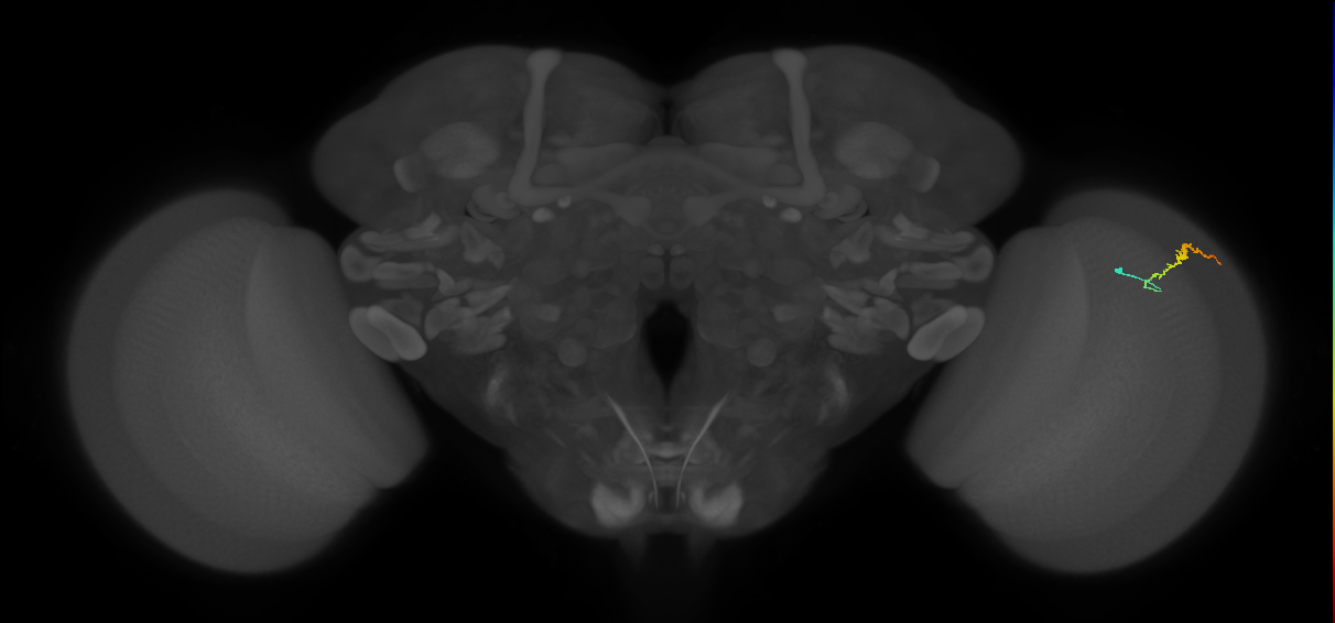 Dm3b_R (MaleCNS:146563)